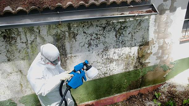Mold Removal service in Joppa
